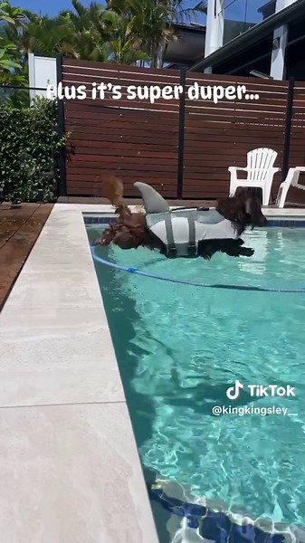 Life Jackets for Dogs: Keep Your Pup Safe While Swimming