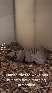 A day in the life of Dilbert the screaming hairy armadillo. | Cincinnati Zoo & Botanical Garden
