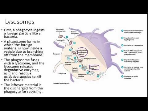 Peroxisomes and Lysosomes: Intracellular Defense