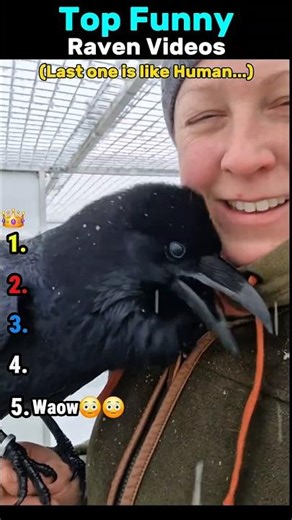 Top 5 Genius Talking Raven Moments😳😳 #raven #crow #funny