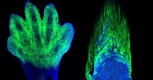 手の発生と魚の胸びれの発生とに共通の仕組み - 日本の科学と技術