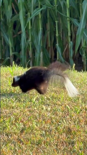 A Skunk Can Spray With Shocking Accuracy 😳🦨