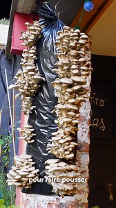 Comment cultiver des pleurotes en sac chez toi ? C’est la saison des champignons 🍄‍🟫 et tu peux en avoir chez toi pendant plusieurs mois . Voici les étapes à suivre, avec notamment l’utilisation d’un sac en plastique perforé, de marc de café, de copeaux de bois et de carton, ainsi que de graines de mycélium de pleurote. À toi les bonnes poêlées de champignons 🍄‍🟫 #champignon #pleurotes #cultiver #carolinemunoz #astucejardin #culturechampignons | Caroline Munoz