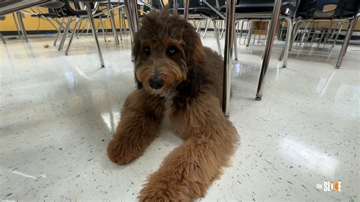 🐶🐑🐔 A classroom with fur, feathers and future careers. At University High, students in the Veterinary Science program care for animals like dogs, chickens and sheep while training to become certified veterinary assistants! Watch to see how this program prepares students for careers after graduation. #ocps #WeAreOCPS #veterinaryscience University High School (Orlando, FL) | Orange County Public Schools