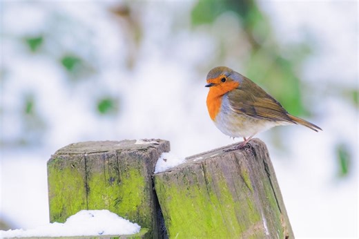 Freezing cold: save the birds with this object (usually used for sports) - Netmums
