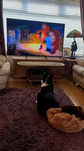 1.2K views · 1K reactions | Barney asks me to fast forward the adverts | Stephen Kelleher | Facebook