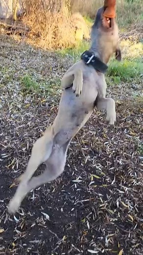 8.9K views · 470 reactions | SPRING POLE  | TOP APBT WORLD | Facebook