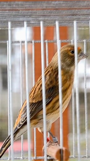 Incredible Mule Song! 2025 Linnet × Canary Hybrid by @Timbrado_ER7 ​