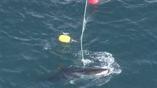 Beach safety concerns rise after another fatal shark attack