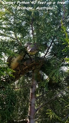 Carp Python Encounter in Brisbane's Natural Habitat