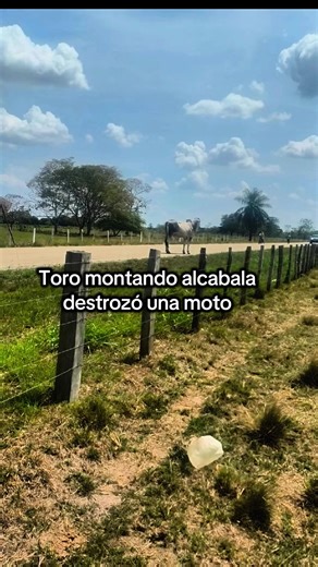 Cosas del Llano #llano #viral #paraty #barinas #venezuela | Toro