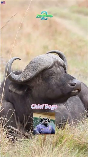 Animals in Zootopia#Zootopia2#Zootropolis#Disney#Zootopie#shakira#usa