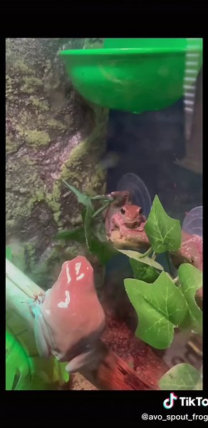 This gave me a heart attack but it was also kinda funny 😅#fyp #frog #funny #scarymoment #funnymoment #meme #frogs #🐸 #AvoSproutFroggo #avosproutfroggo