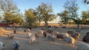 12K views · 594 reactions | Every one of these pigs was someone...