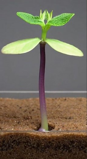 Bean - Time Lapse #timelapse #fruit #garden