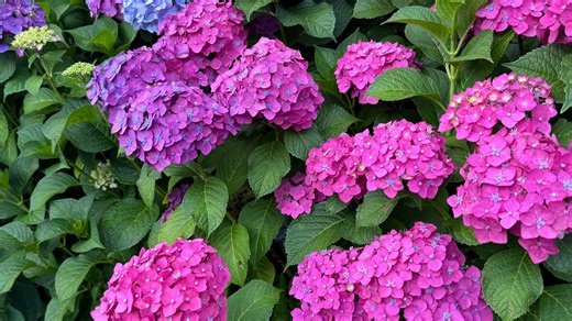 What determines hydrangea colors? Here's why you can have multiple colors on same plant