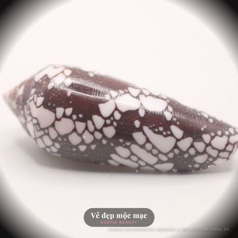 Conus Episcopatus Seashells: Natural Beach Decor, Shell Art - Etsy