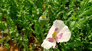 View over white poppy field. Some waterless places. Blossom of poppies and green poppy heads moving in gentle wind, green plants and blue sky in background. Beautiful freshness.