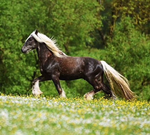 Saillie 2018 : étalon gyspian PP Fino du Petit Verger est un étalon gypsian pleins papiers avec l’incroyable robe silver dapple (porteur alezan aa Zz Ee). Il a les allures et la prestance d'un frison, il se déplace avec beaucoup d’élégance. Il a déjà énormément de crins et de fanons. Fino est inscrit au stud-book des chevaux gypsians aux USA. Il est né en 2015. 1.53cm à presque 3 ans mais encore en croissance Fino est proposé pour la saison de monte en 2018 en insémination artificielle aux Haras