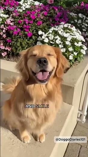 Top 10 Most Adorable Dog Smiles | Cutest Dogs That Will Melt Your Heart 💖
