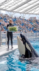 10M views · 41K reactions | Scarface, the famous lion from Kenya's Maasai Mara National Reserve, died on June 11, 2021 at the age of 13 or 14. He died from natural causes, likely due to old age and starvation. . . . . . . #Wildlife #Lion #Safari #Nature #Elephant #Wildlife Photography #AnimalPlanet #Tiger #Wildlife #Wildlife Conservation | AM Ai Video 2 | Facebook