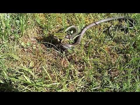 Ringelnatter frisst lebenden Frosch