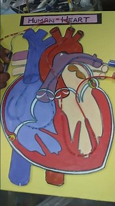 human heart model making|3d model making |#science #heart #project #biomodeling #humanmodels #viral