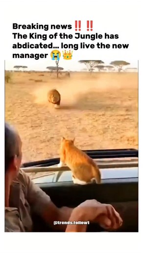 Films | Movies | Tv series on Instagram: "The post features a viral safari video from early December 2025, showing a serval hissing aggressively at an approaching lion from atop a jeep, prompting the lion to back away, playfully captioned as the "King of the Jungle" yielding to a feline "manager." Such encounters reflect real serval behaviour, where these small wild cats deter larger predators through bold displays, as observed in African reserves like the Serengeti, though the clip's dramatic e