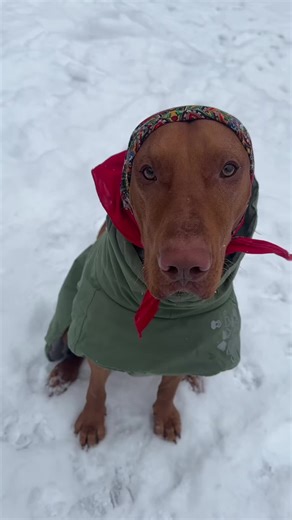 Babushka Hunter: Fun Moments with Vizslas
