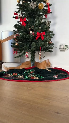 Everyone knows naughty cat moms get used cat litter from Santa Claws. But good cat moms get $100 off bundles and 35% off new subscriptions from See our LINK in BIO for more details on all of these holiday deals - available from now until early January! #litterobotpartner #ad | Pennythegingercat