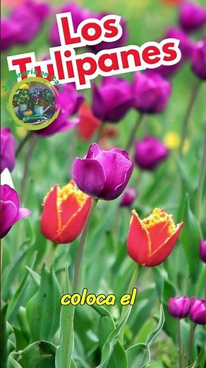 Tulip Care and Growing: Everything You Need to Know