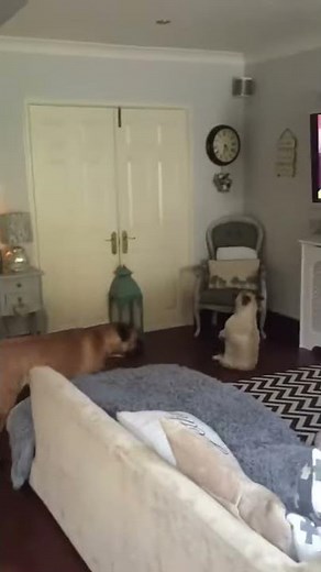 HILARIOUS VIDEO OF DANCING PUG