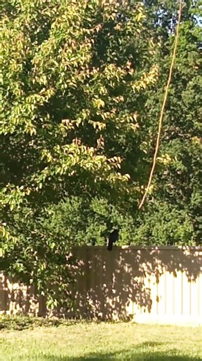 Australian Raven having a morning chat#nature#birdsong#Australian raven#birdwatching#australia