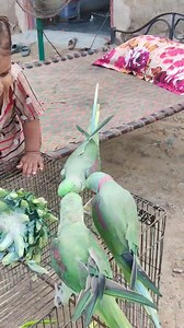 1.3M views · 14K reactions | Funny Parrot Catching Clip #parrot #cutebaby #shorts #FacebookPage | Cute Baby Parrot | Facebook