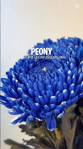 Wholesale Flowers, Fresh Direct from the Farm