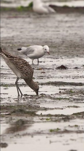 Wadden Sea