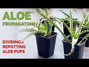 Aloe Propagation | Dividing and Repotting Aloe Pups