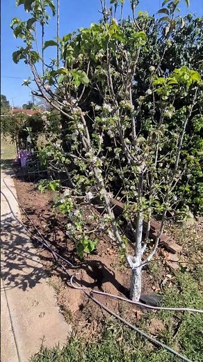 Pink Lady Apple April Update - The Long Road to Harvest #gardening #fruit