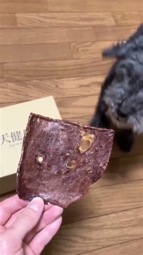 馬肺ジャーキー薄切りは雨の日の犬のおやつに最適です【犬健生活】