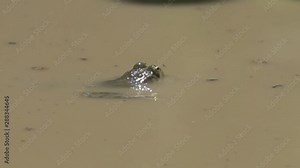 Slow dive of frightened frog generates an explosion and a huge bubble. The unexpected effect of freezing time .Super slow motion 1000 fps