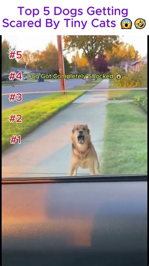 Top 5 Dogs Getting Scared By Tiny Cats 😱🤣 #cat #hilariousfails #pets