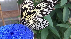 1.4K views · 142 reactions | Here is a close up of Idea Leuconoe (The Rice Paper Butterfly) drinking sugar water from one of our feeders. | Magic Wings Butterfly Conservatory | Facebook