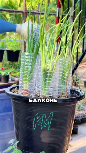 Growing Tomatoes Upside Down #facts #kozymozy