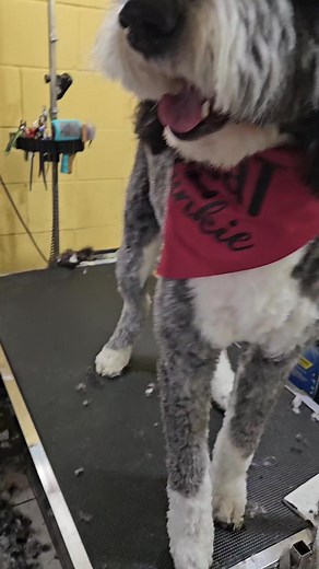 Moochie took a moment to show off some of her tricks! #grooming #doggrooming #dog #doggroomer #furbaby #groom #groomer #groomers #doggyspaday #dogbath #dogsofinstagram #dogs #petgrooming #groomingsalon #pet #pets #doglover #haircut #doglovers #instadog #love #groom #dogoftheday #groomingdog #dogstagram #cute #petstylist #doglife #deshed #deshedding | Mis Rhodes Pet Grooming