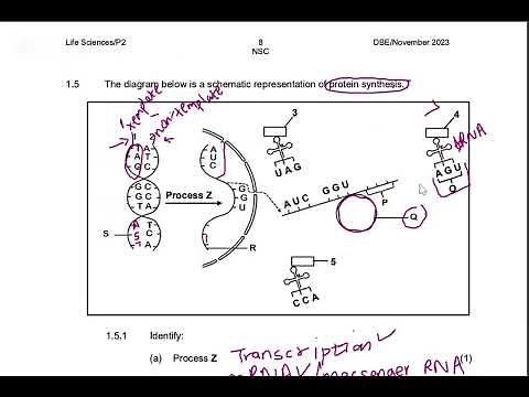 Grade 12: PROTEIN SYNTHESIS EXAM QUESTION | Life Sciences Paper 2 (Nov2023)