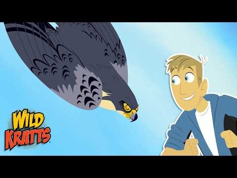 Peregrine Falcons | Fastest Animal in the World | Animals for Kids | Wild Kratts