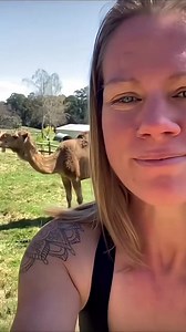 What It’s Like Being Around Camels #camels #camel #camelfacts #camellove | Camel Channel | Facebook