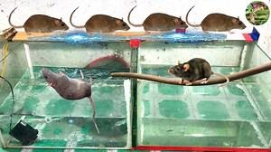 1.2M views · 618 shares | How to make rat trap with scrap -Mouse trap homemade step by step | DIY Rat Trap | Facebook