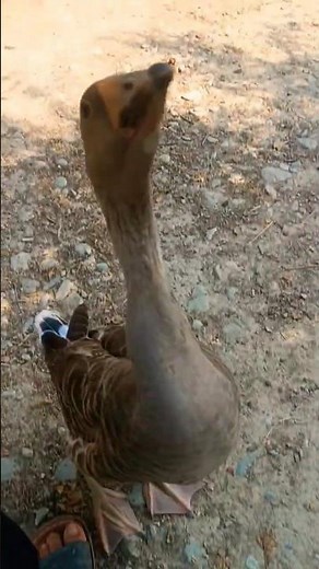 #حیوانات #ایران #تهران #گرگان #مشهد #اصفهان #تبریزی #شیراز #بندرعباس