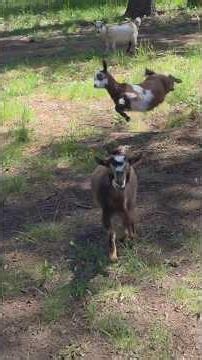 Why we need goats #babygoats #farmlife